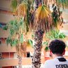 Shahin