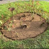 Mao