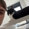 Alan