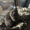 Samantha